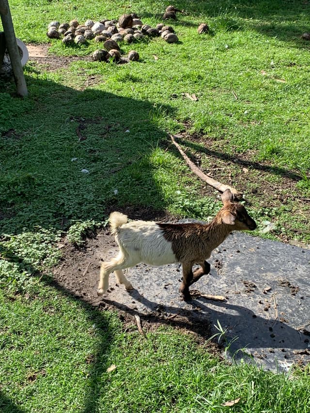 goat at our house in Cayenne